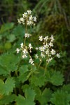 Mertens' Saxifrage