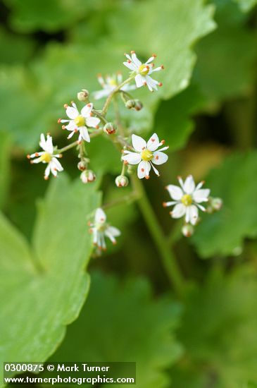 Saxifraga mertensiana