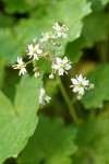 Mertens' Saxifrage blossoms detail