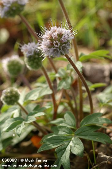 Hydrophyllum capitatum var. thompsonii