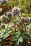 Ball-head (Thompson's) Waterleaf