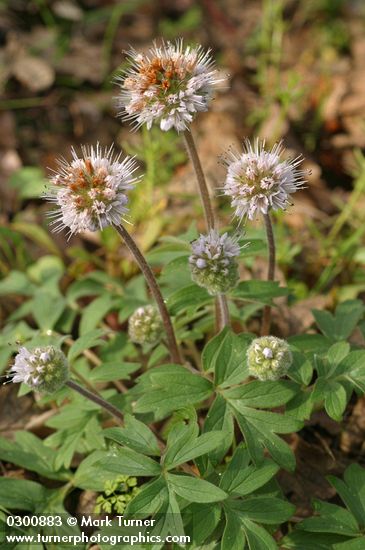 Hydrophyllum capitatum var. thompsonii