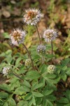 Ball-head (Thompson's) Waterleaf