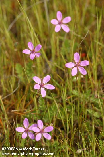 Erodium cicutarium