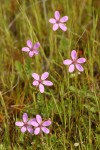 Filaree blossoms