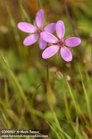 Erodium cicutarium