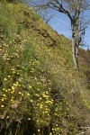 Gold Stars on slope under Oregon White Oaks