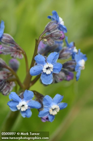 Cynoglossum grande