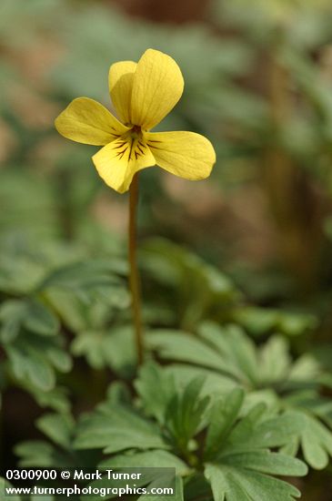 Viola sheltonii