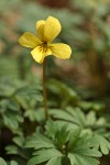 Shelton's Violet blossom & foliage detail