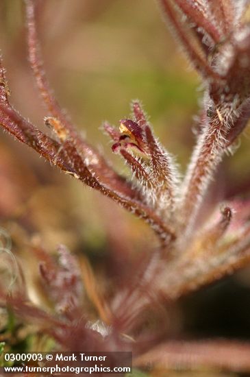 Triphysaria pusilla (Orthocarpus pusillus)