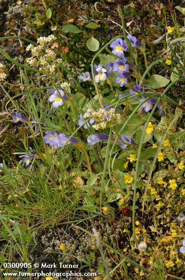 Orobanche uniflora; Mimulus alsinoides; Saxifraga occidentalis