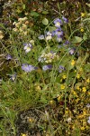 Naked Broomrape w/ Chickweed Monkeyflower & Western Saxifrage