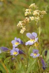 Naked Broomrape w/ Western Saxifrage soft bkgnd