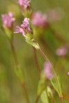 Long-spur Plectritis detail