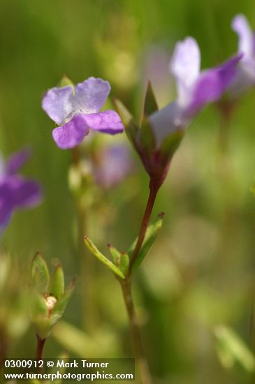 Collinsia sparsiflora