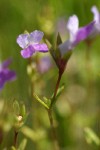 Few-flowered Blue-eyed Mary blossoms detail