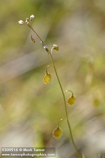 Thysanocarpus curvipes