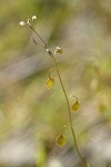 Fringepod blossoms & seed pods detail