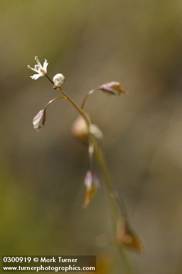 Thysanocarpus curvipes