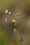 Fringepod blossoms & seed pods extreme detail