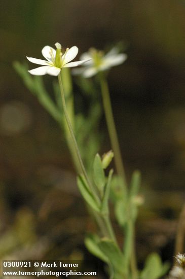 Meconella oregana