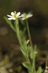 White Meconella detail