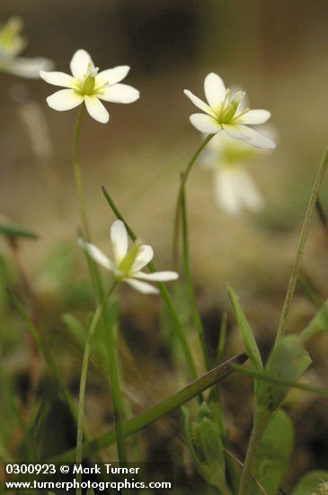 Meconella oregana