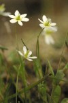 White Meconella detail