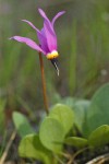 Desert Shooting Star