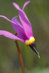 Desert Shooting Star blossom extreme detail