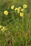 Slender-fruited Desert Parsley