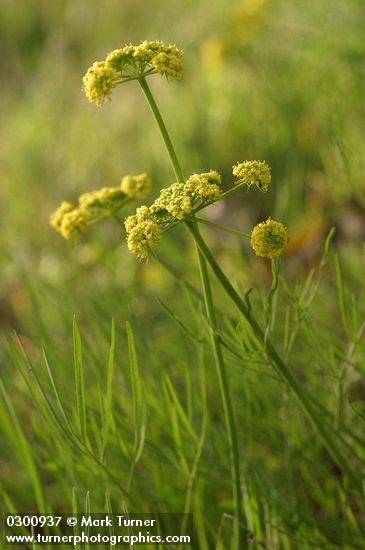 Lomatium bicolor var. leptocarpum (L. leptocarpum)