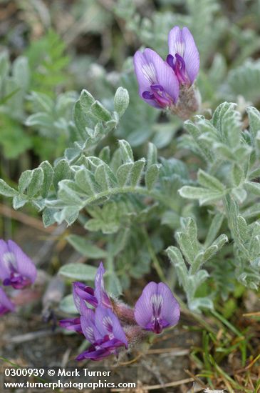 Astragalus purshii