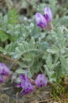 Woolly-pod Milk Vetch