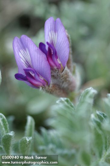 Astragalus purshii