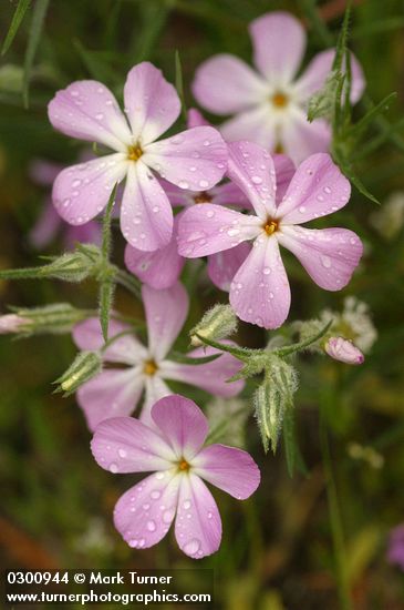 Phlox longifolia