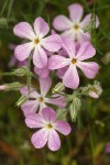 Long-leaf Phlox blossoms detail w/ raindrops