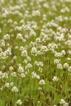 White Plectritis