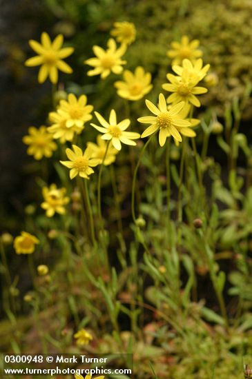 Crocidium multicaule