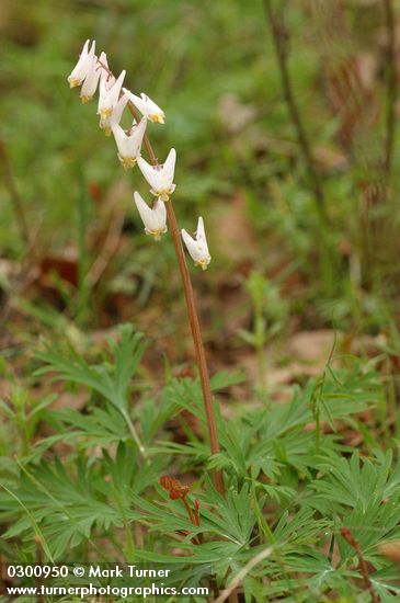 Dicentra cucullaria