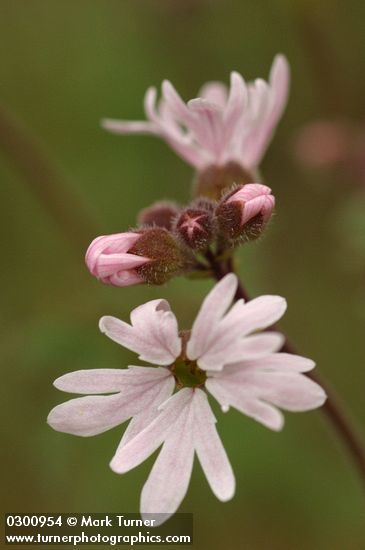 Lithophragma parviflorum