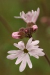 Small-flowered Prairie Star blossoms extreme detail