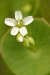 Miner's Lettuce blossom & foliage detail