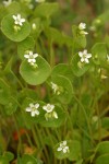 Miner's Lettuce