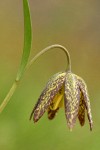 Chocolate Lily blossom detail