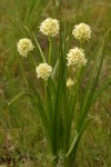 Meadow Death Camas