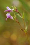 Few-flowered Blue-eyed Mary blossoms detail