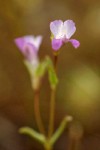 Few-flowered Blue-eyed Mary blossoms extreme detail