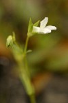 Few-flowered Blue-eyed Mary (white form) blossom extreme detail